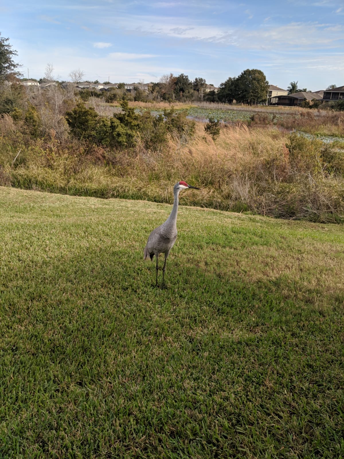 wildlife on ground